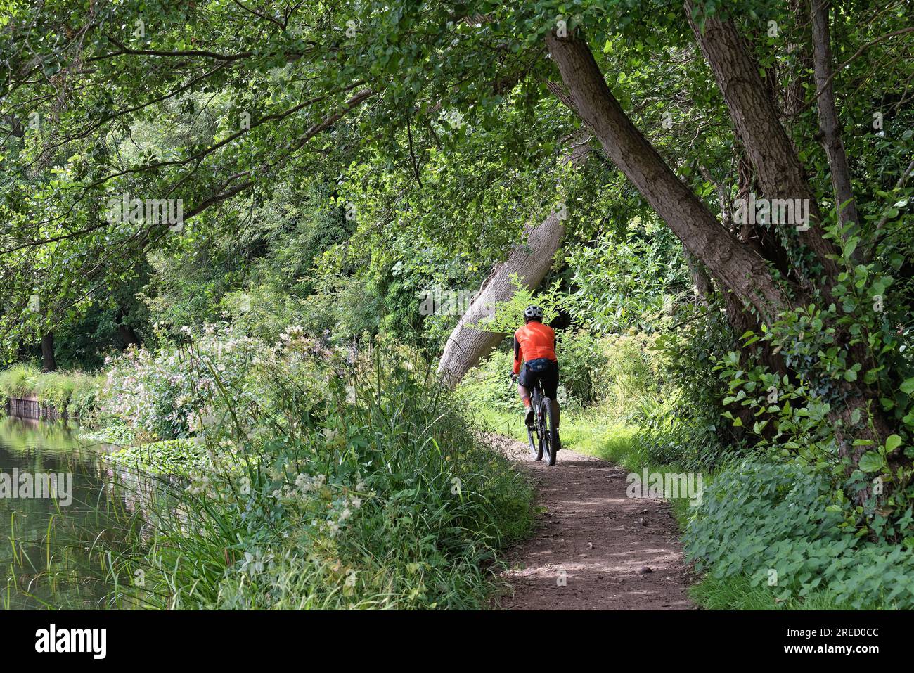 Rückblick eines männlichen Radfahrers auf dem Schleppweg am River Wey Navigation Kanal an einem Sommertag Weybridge Surrey England UK Stockfoto