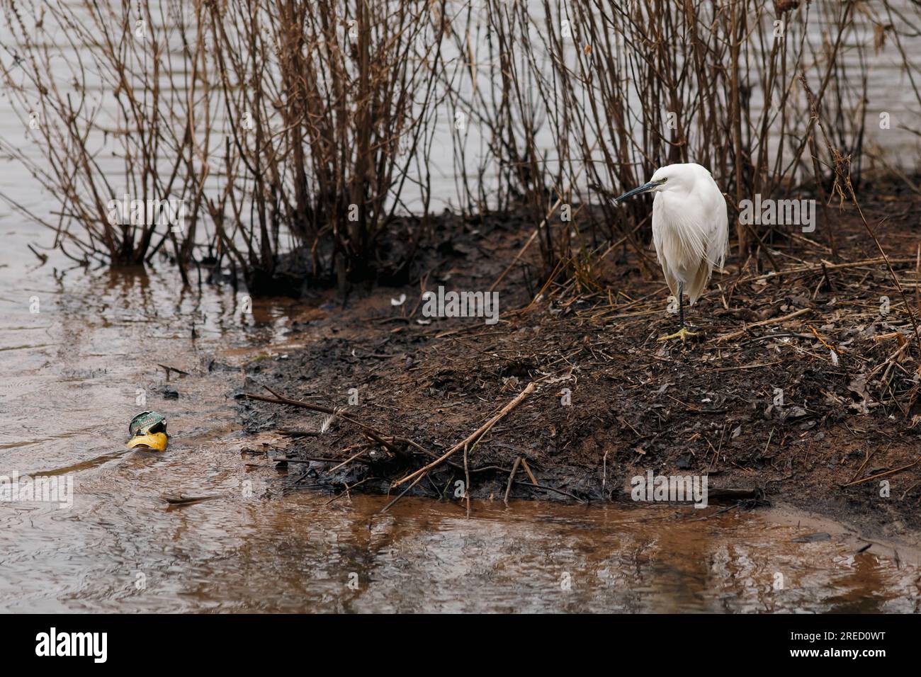 Der kleine Egret sitzt am Flussufer und schaut sich eine Bierdose an Stockfoto