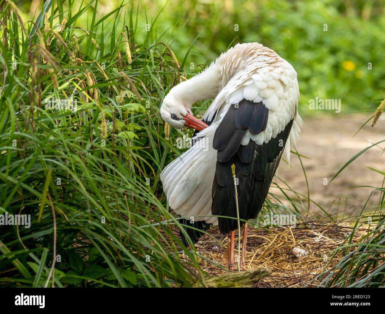 Großer Storchvogel mit rotem Schnabel Stockfoto