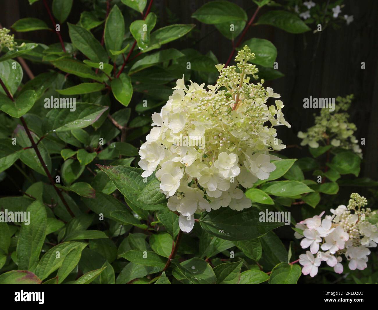Die Blumen von Hydrangea „Pinky Winky“ Stockfoto