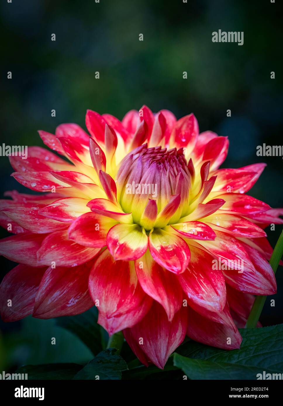 Eine wunderschöne rot-gelbe Dahlia-Blume, bedeckt mit Regentropfen Stockfoto