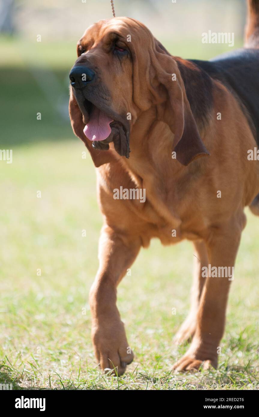 Bluthund mit riesigem, zerknittertem Kopf und Zunge Stockfoto