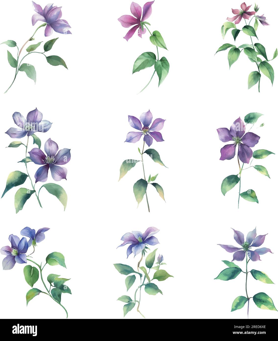 Clematis. Aquarelle Darstellung eines Straußes von Clematis-Blüten. Stock Vektor