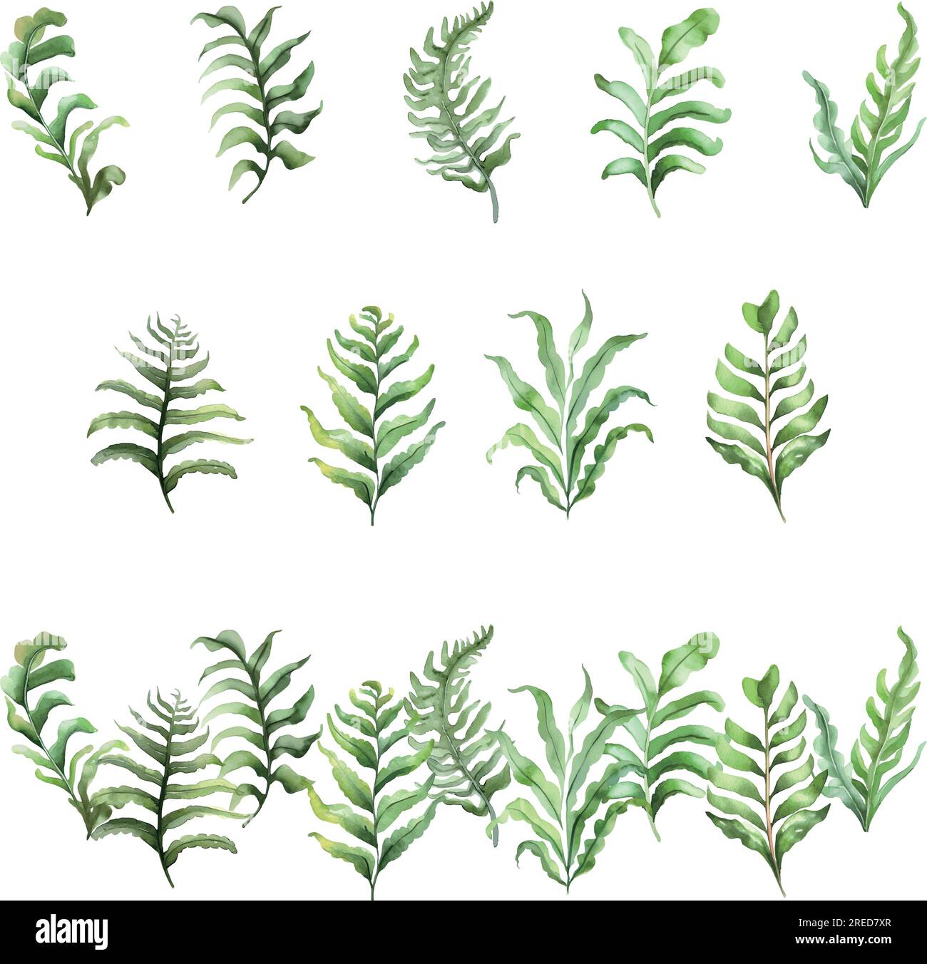 Asplenium.Aquarell Satz grüner Farnblätter isoliert auf weißem Hintergrund. Handgezeichnete Aquarelldarstellung. Stock Vektor