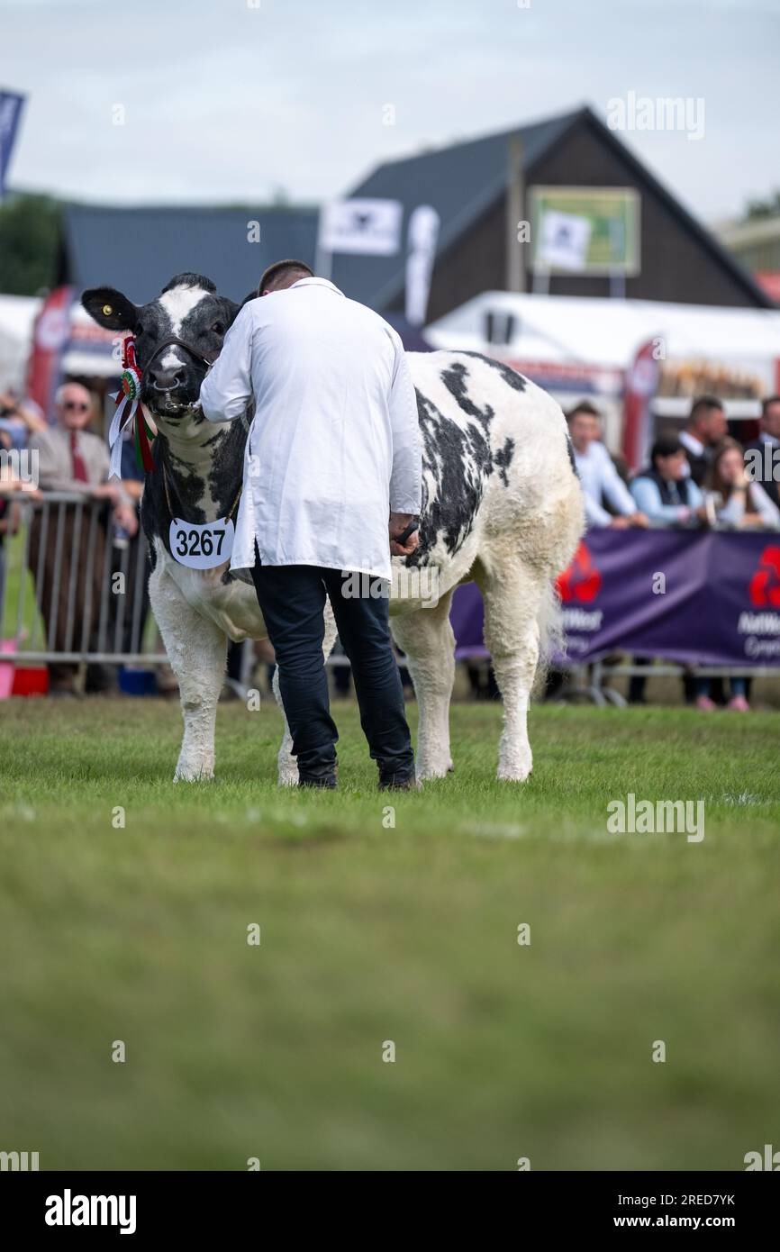 Viehvorführung auf der Royal Welsh Show, die jährlich in Builth Wells, Wales, Großbritannien stattfindet. Stockfoto