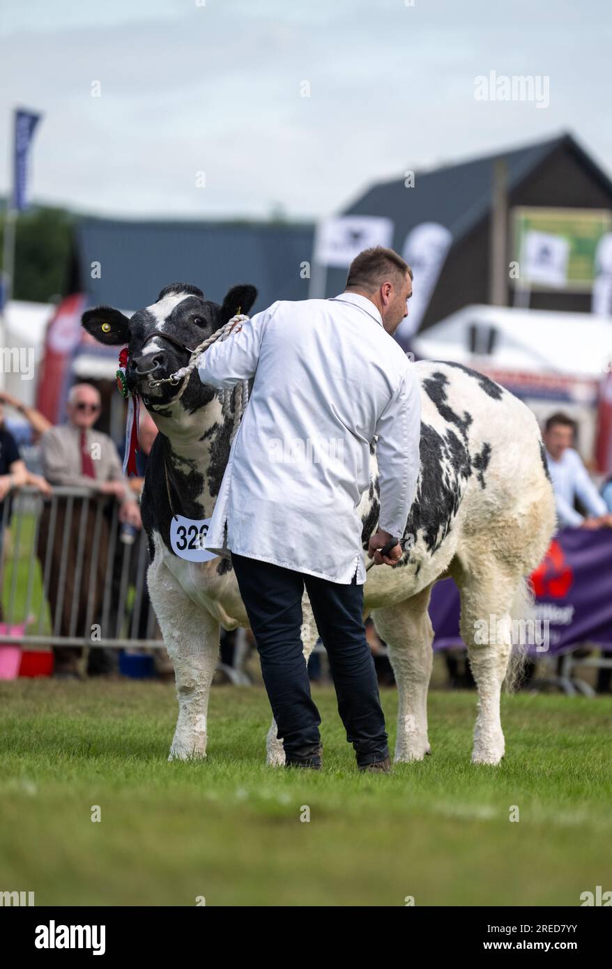 Viehvorführung auf der Royal Welsh Show, die jährlich in Builth Wells, Wales, Großbritannien stattfindet. Stockfoto