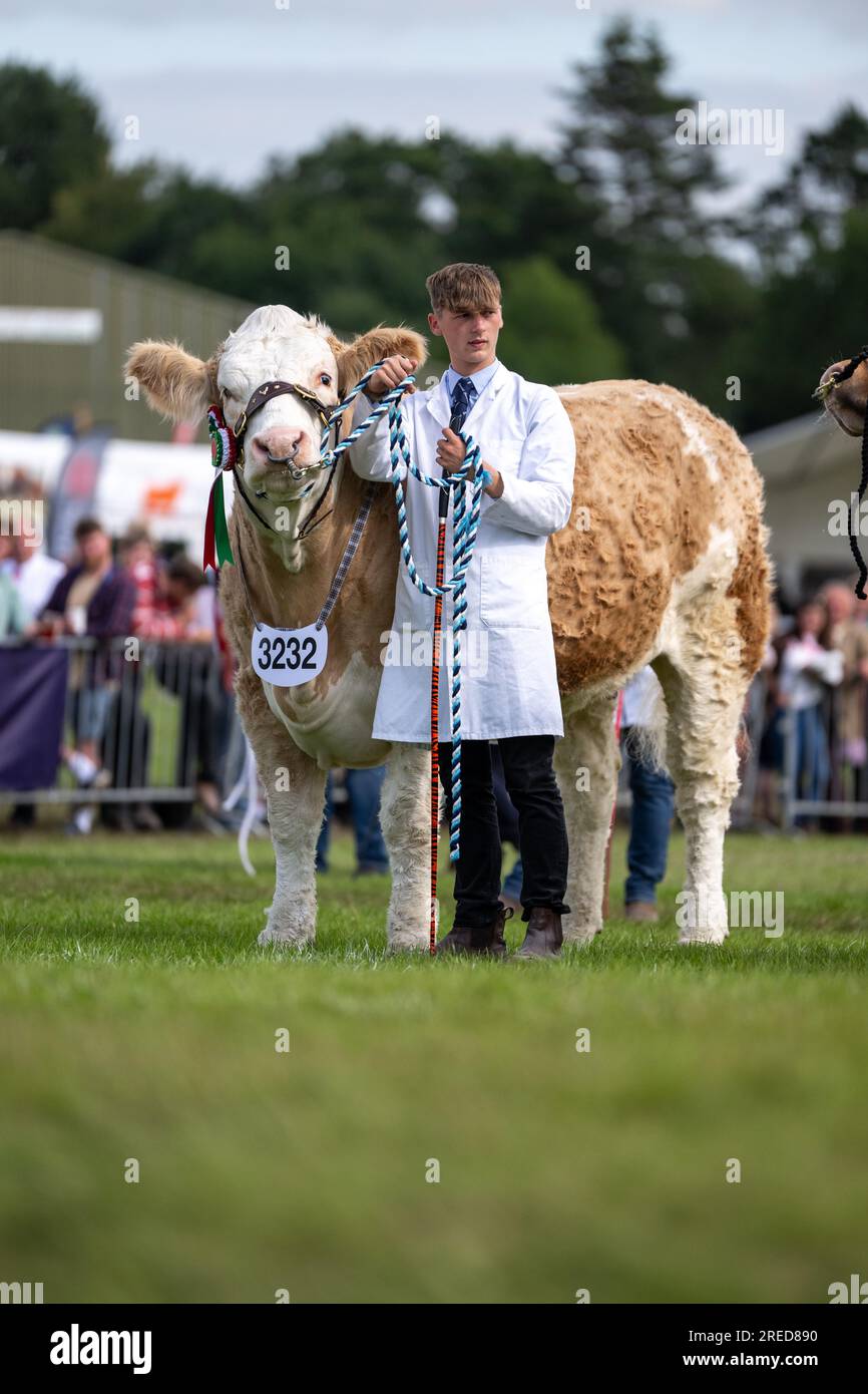 Viehvorführung auf der Royal Welsh Show, die jährlich in Builth Wells, Wales, Großbritannien stattfindet. Stockfoto