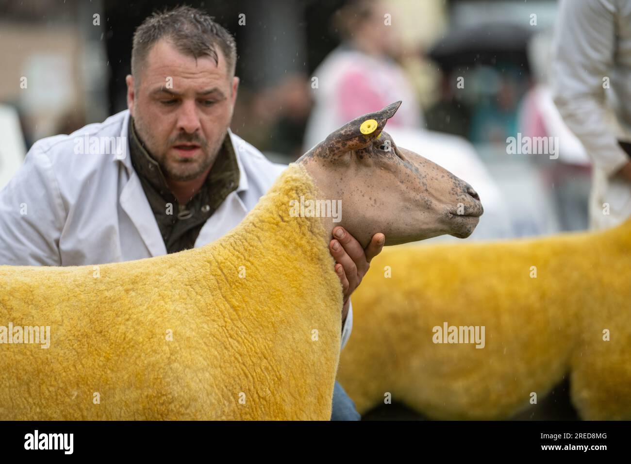 Bauern zeigen ihre Schafe im Regen auf der Royal Welsh Show 2023. Stockfoto