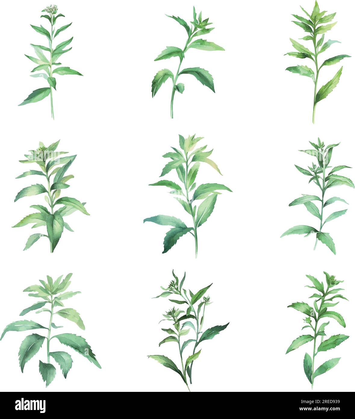 Stevia. Aquarelle Minzblätter gesetzt. Handbemalte Kräuter, isoliert auf weißem Hintergrund. Stock Vektor
