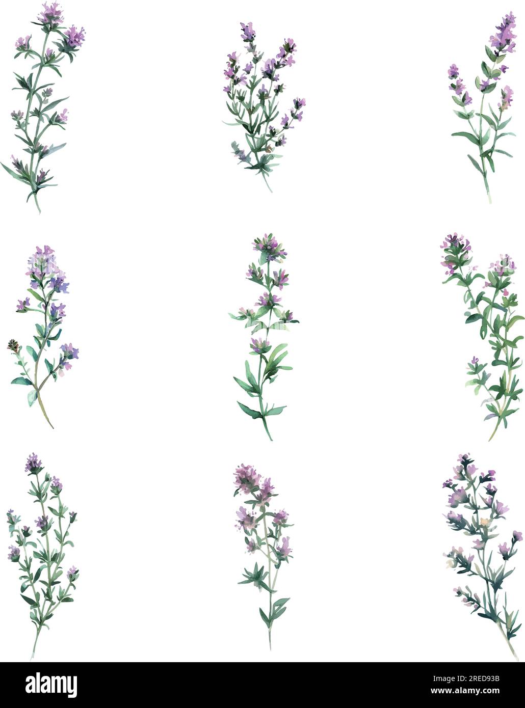 Thymian. Aquarelle Lavendelblüten, isoliert auf weißem Hintergrund. Handgezeichnete Illustration. Stock Vektor