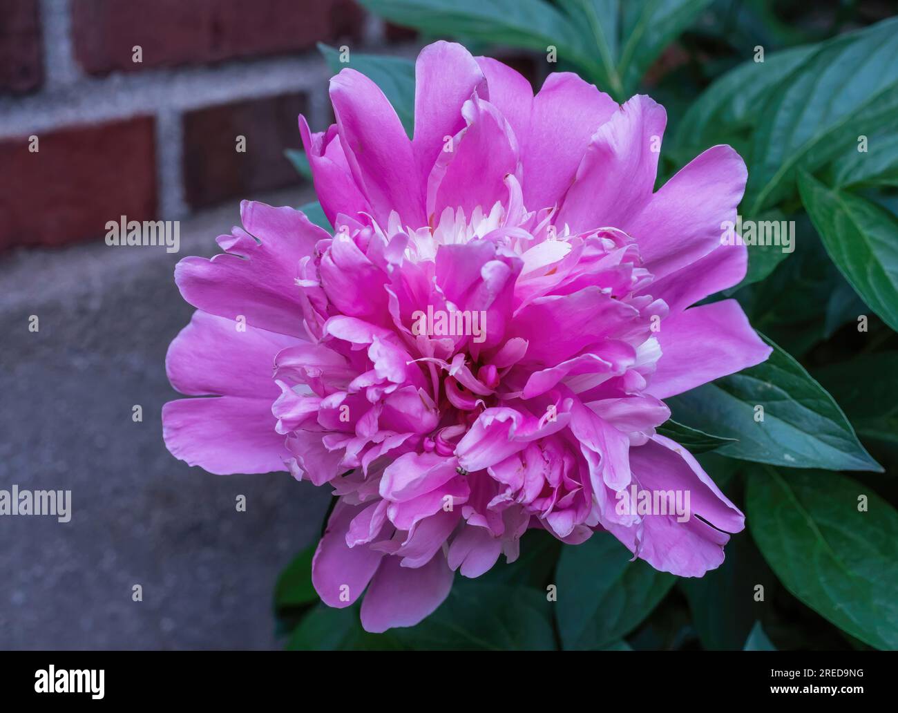 Pfingstrosen, Paeonia lactiflora Pall oder Gemeine Gartenpfingstrose in voller Blüte an einem Frühlingsmorgen in St. Marks katholischer Kirchengarten. Stockfoto