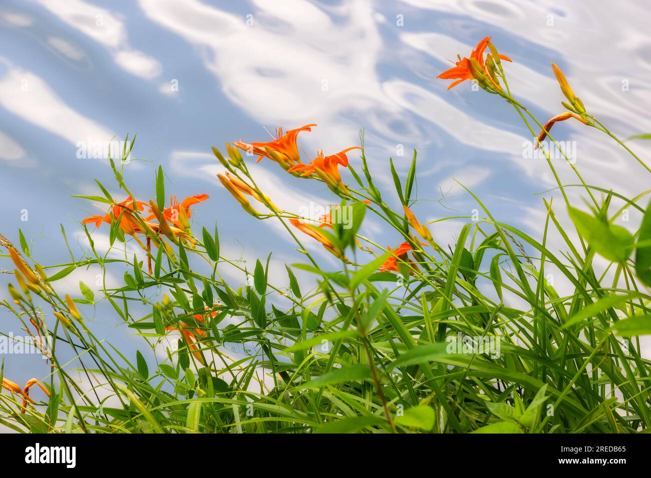 Im Steele Creek Park in Bristol, Tennessee, USA, blühende Tageslilien am Ufer aus nächster Nähe Stockfoto