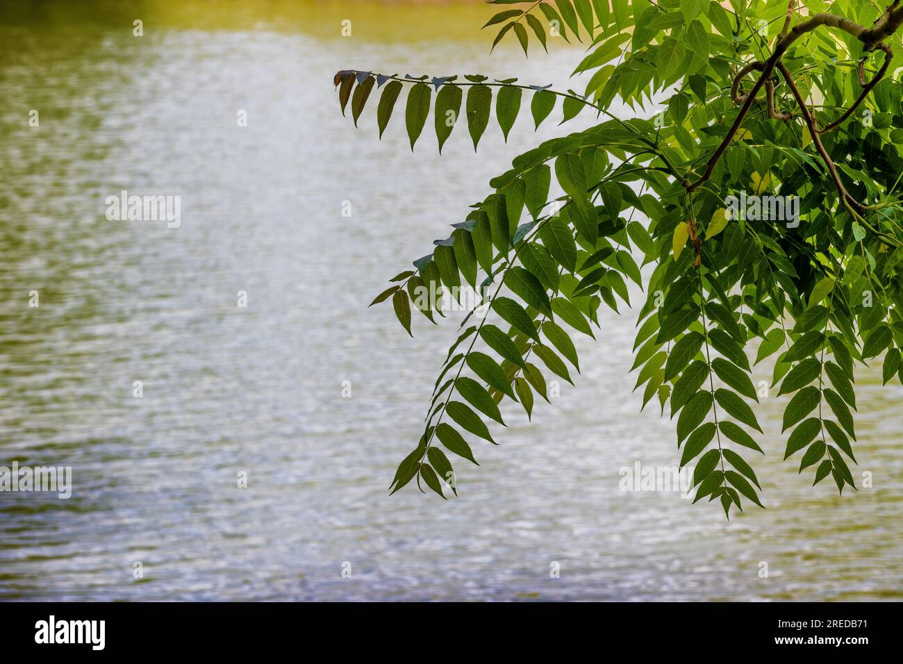Im Steele Creek Park in Bristol, Tennessee, USA, könnt ihr euch einen Baum voller Blätter aus nächster Nähe ansehen Stockfoto