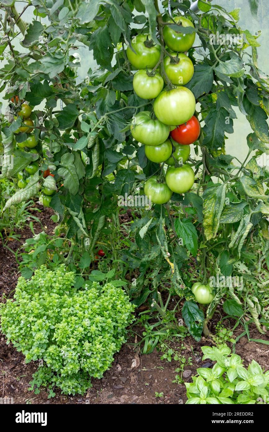 Tomatenpflanze im Polytunnel Stockfoto