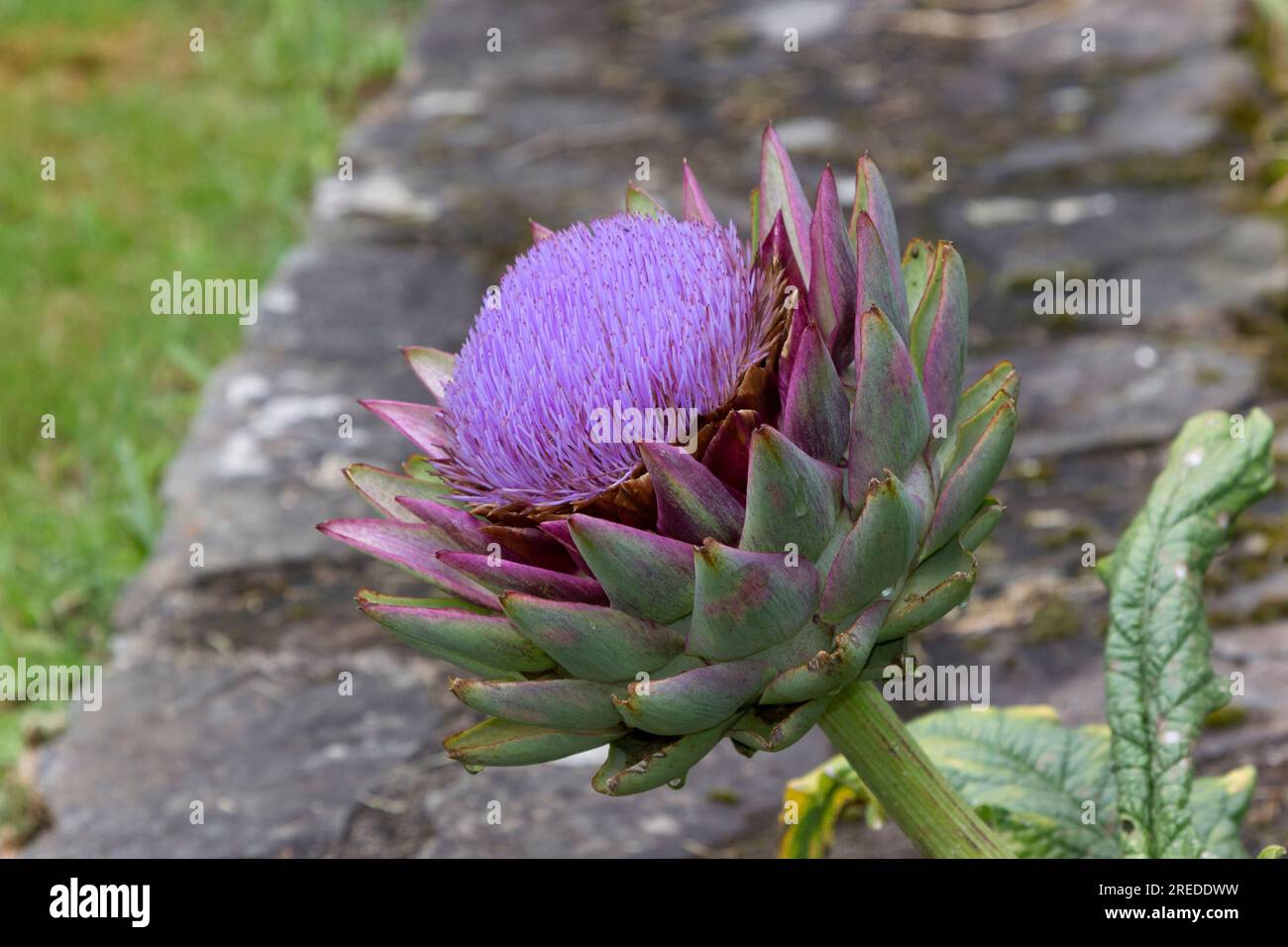 Artischockenblumen Stockfoto