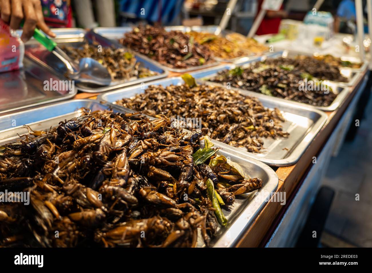 Gebratene Insekten fressen Würmer als Snack. Gebratene Heuschrecken sind Nahrungsinsekten. Thailändische Snacks, beliebt bei Street Food Stockfoto