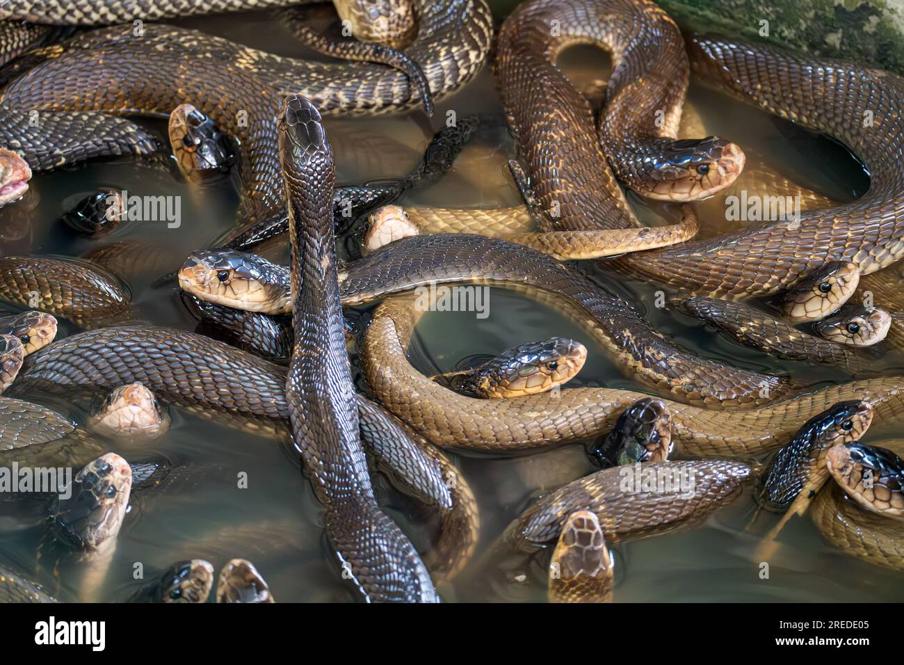 Viele Schlangen im Wasser im Hintergrund. Schlangenfarm Stockfoto