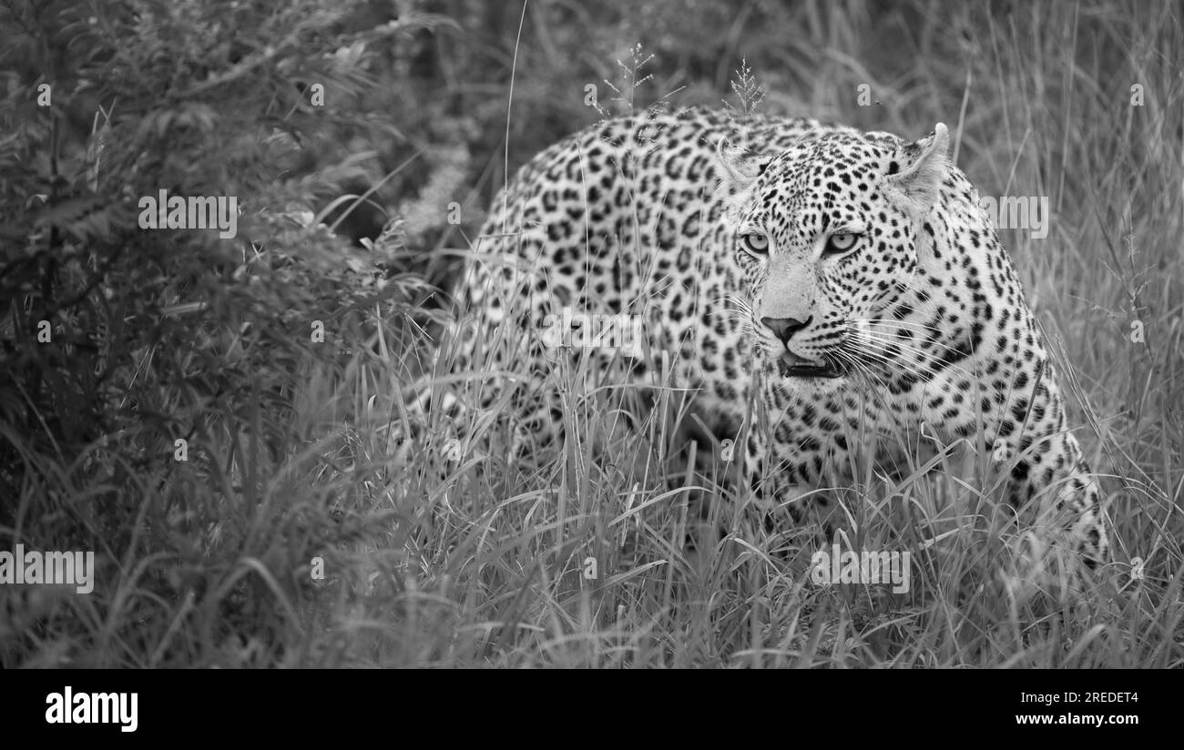 Einsamer Leopard, der durch das Gras schleicht Stockfoto