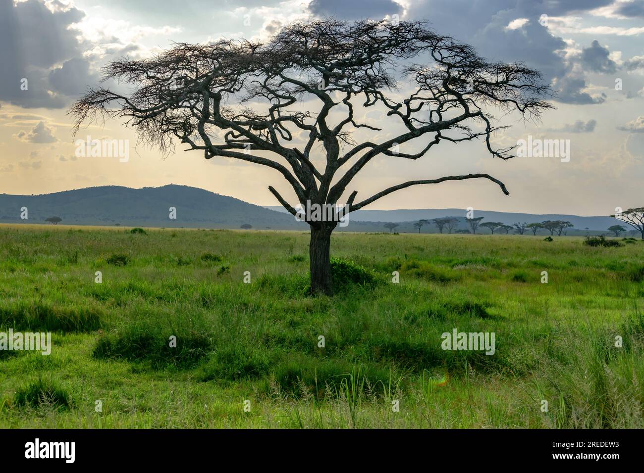 Wunderschöne Landschaft des Serengity Nationalparks Stockfoto