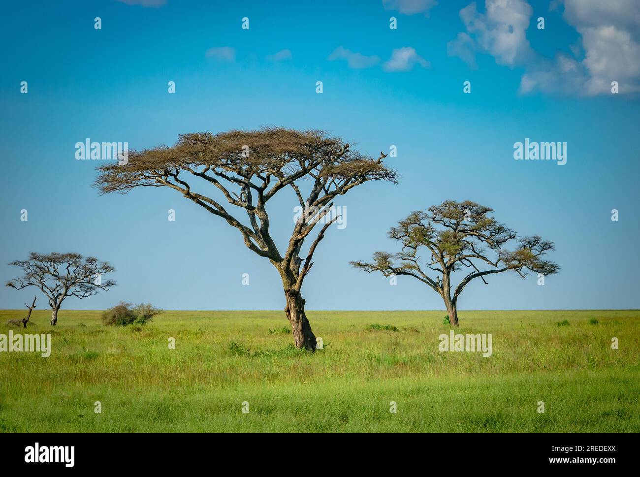 Wunderschöne Landschaft des Serengity Nationalparks Stockfoto