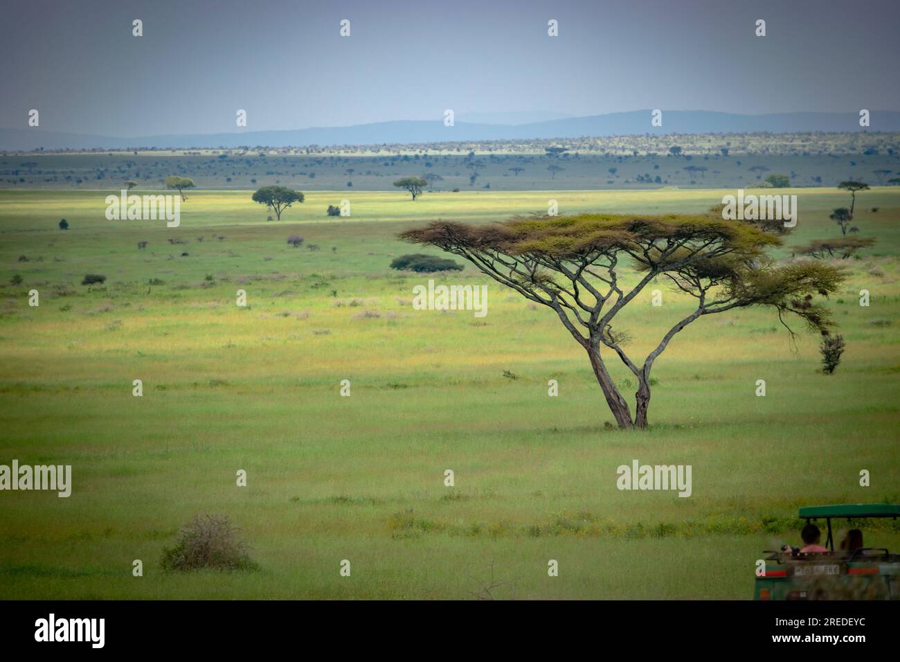 Wunderschöne Landschaft des Serengity Nationalparks Stockfoto