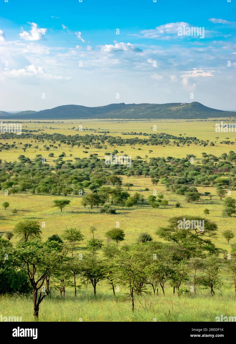 Wunderschöne Landschaft des Serengity Nationalparks Stockfoto