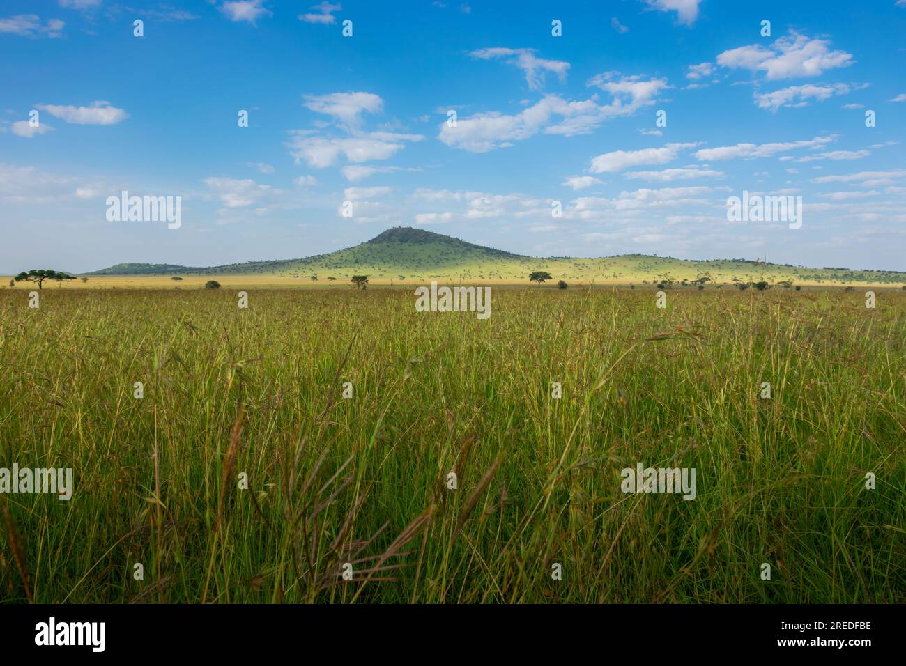 Afrikanische Safari-Landschaft Stockfoto