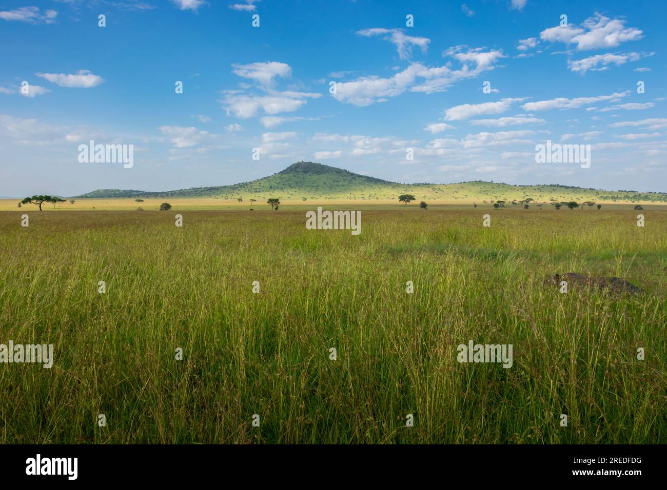 Wunderschöne Landschaft des Serengity Nationalparks Stockfoto