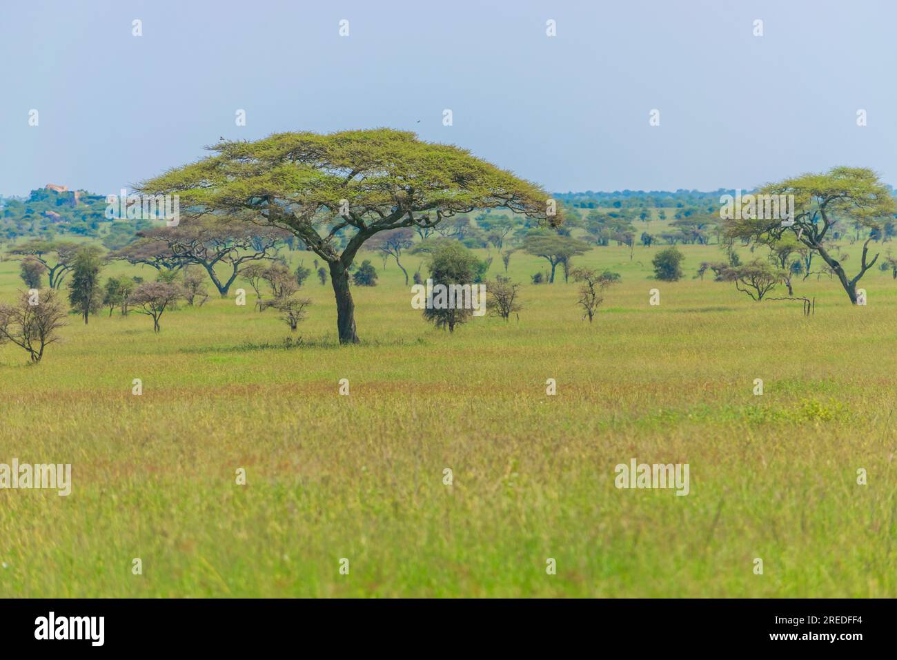 Wunderschöne Landschaft des Serengity Nationalparks Stockfoto