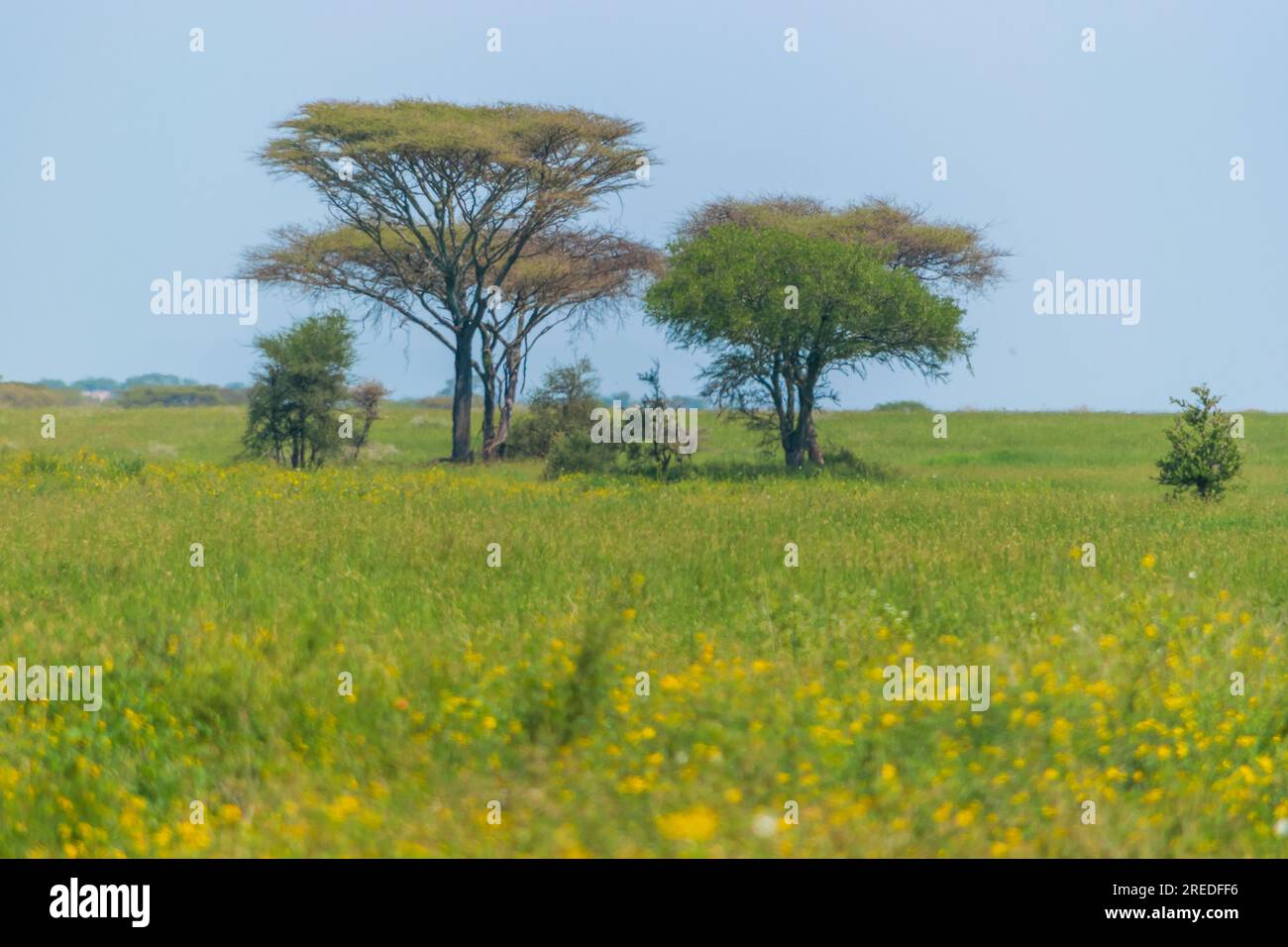 Wunderschöne Landschaft des Serengity Nationalparks Stockfoto