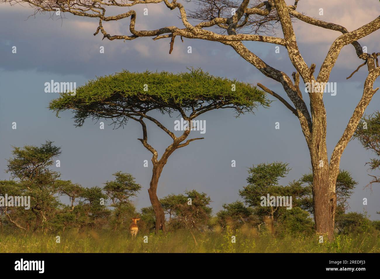 Szenen Aus Dem Serengity-Nationalpark Stockfoto