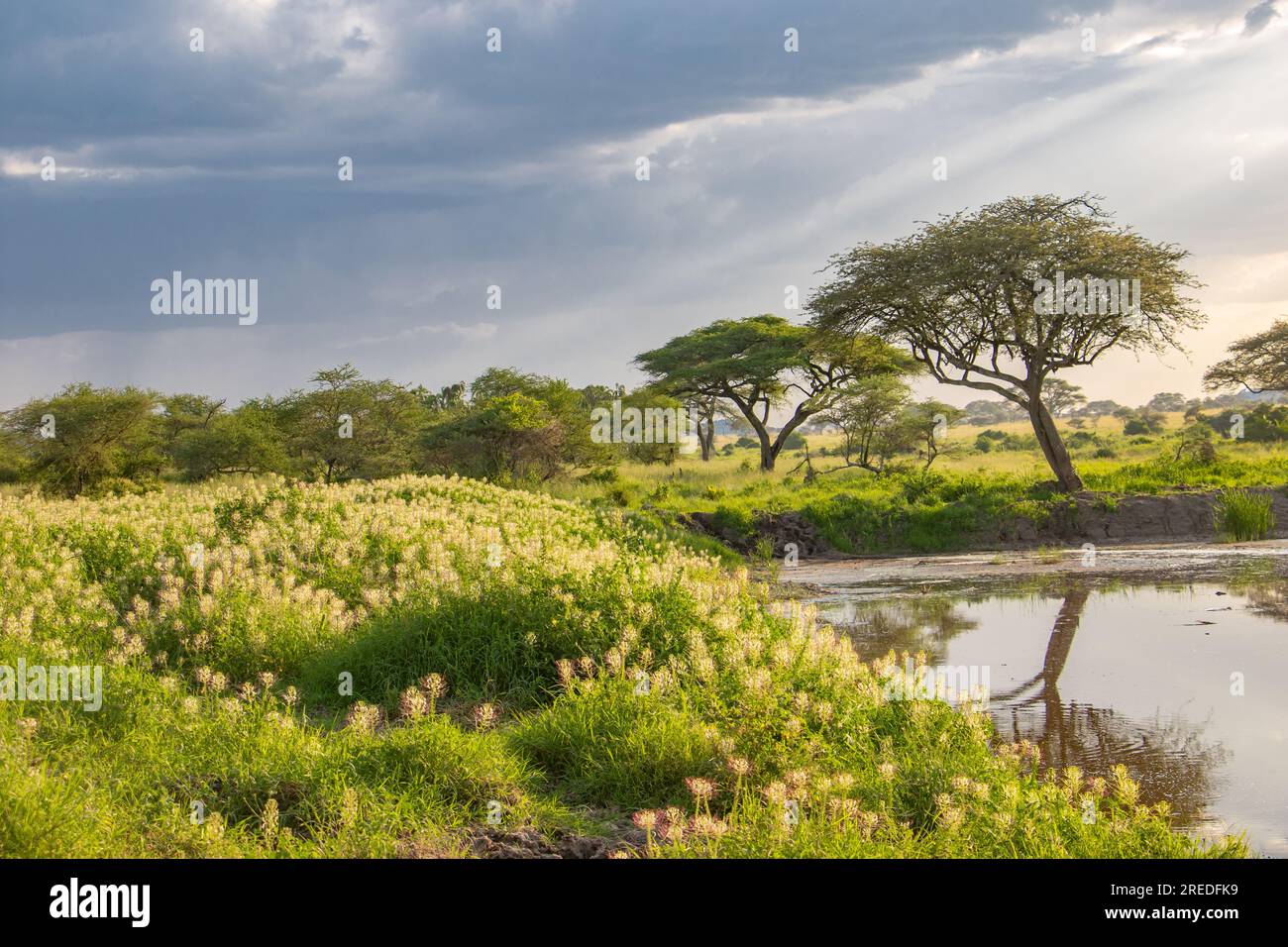 Szenen Aus Dem Serengity-Nationalpark Stockfoto