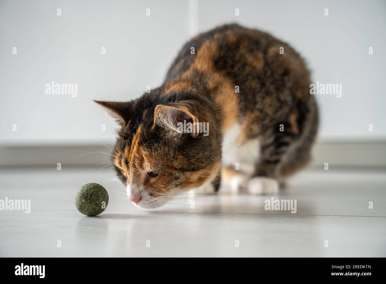 Flauschige Katzen spielen mit Spielzeugball von Katzenminze für gesunde saubere Zähne zu Hause. Psychische Gesundheit von Haustieren Stockfoto