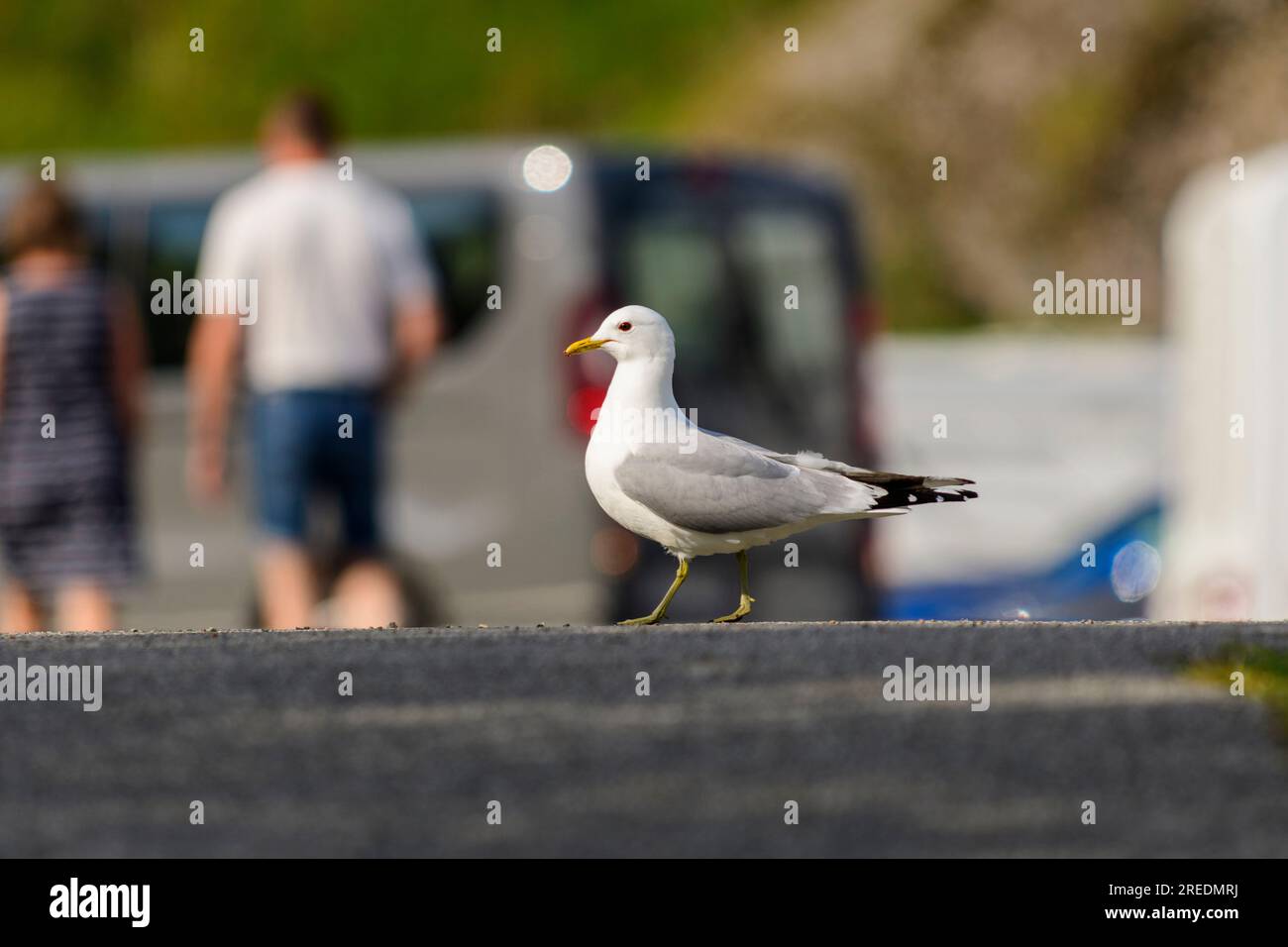 Gemeine Möwe läuft auf einem Parkplatz in Å i Lofoten, Norwegen Stockfoto