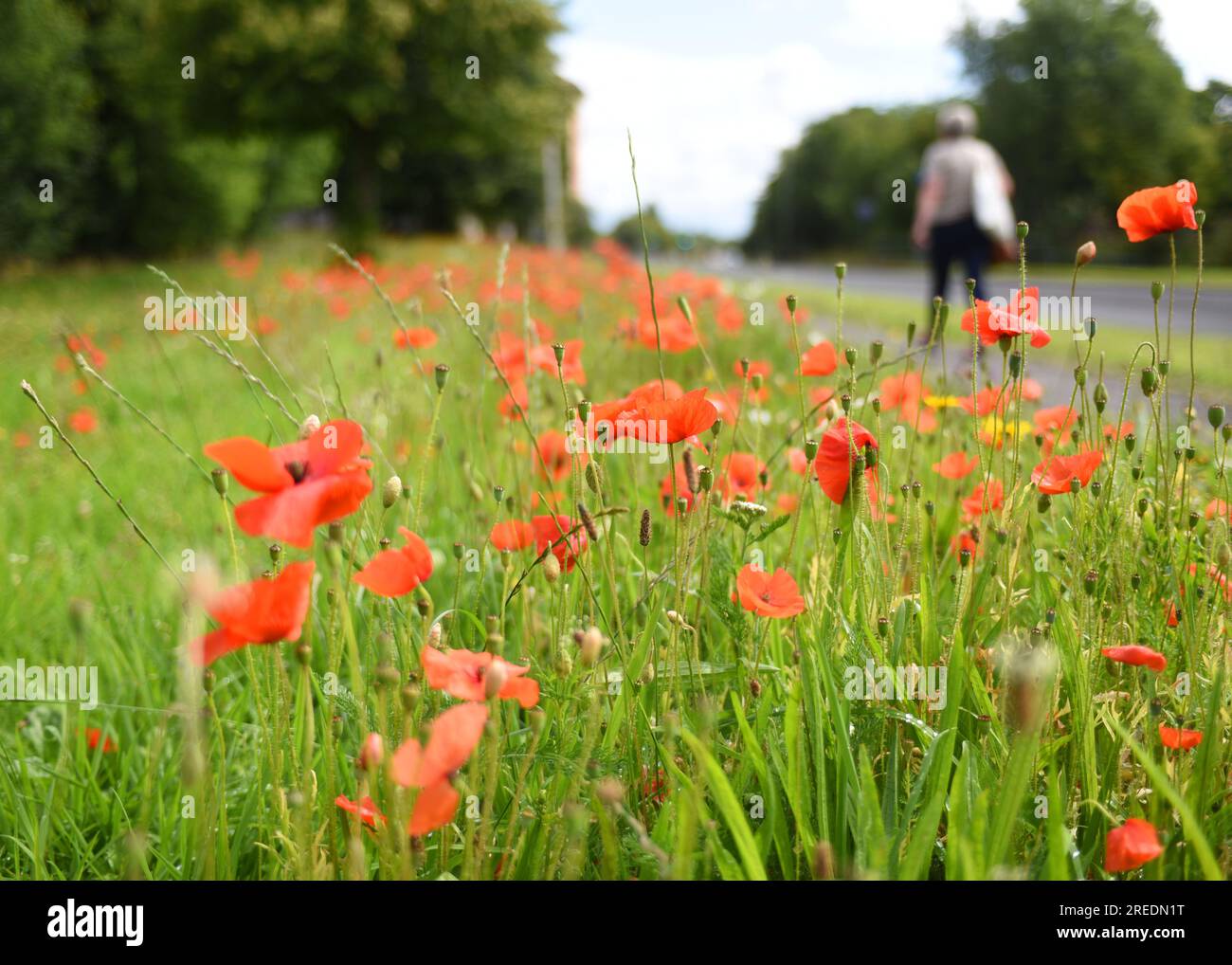 Juli 27. Linwood, Renfrewshire, Schottland. Mohn wächst wild an der Straße in Linwood, Renfrewshire. In dem Versuch, die biologische Vielfalt zu fördern, lassen die Räte Grasstreifen ungeschnitten und geben wildem Mohn die Möglichkeit, zu gedeihen. Stockfoto