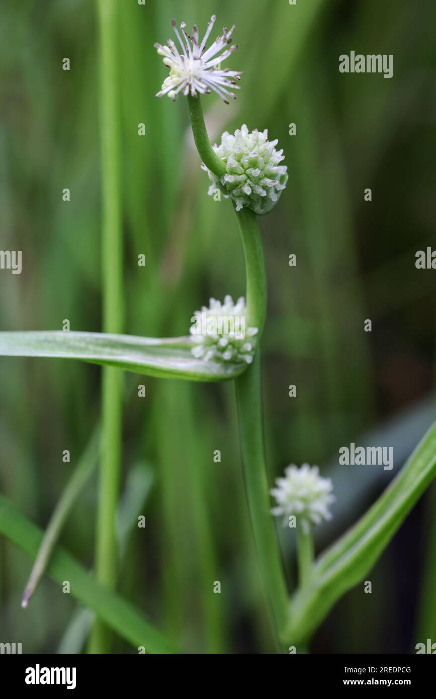 Kleine bur-reed Stockfoto
