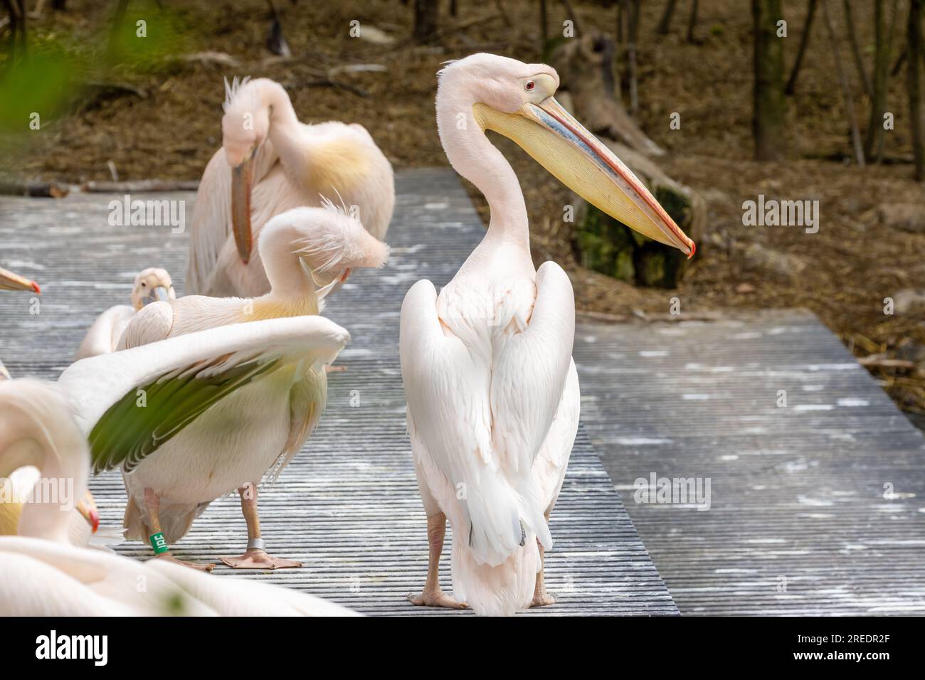 Gruppe rosa Pelikane mit großen Schnäbeln im Amsterdamer Zoo Stockfoto