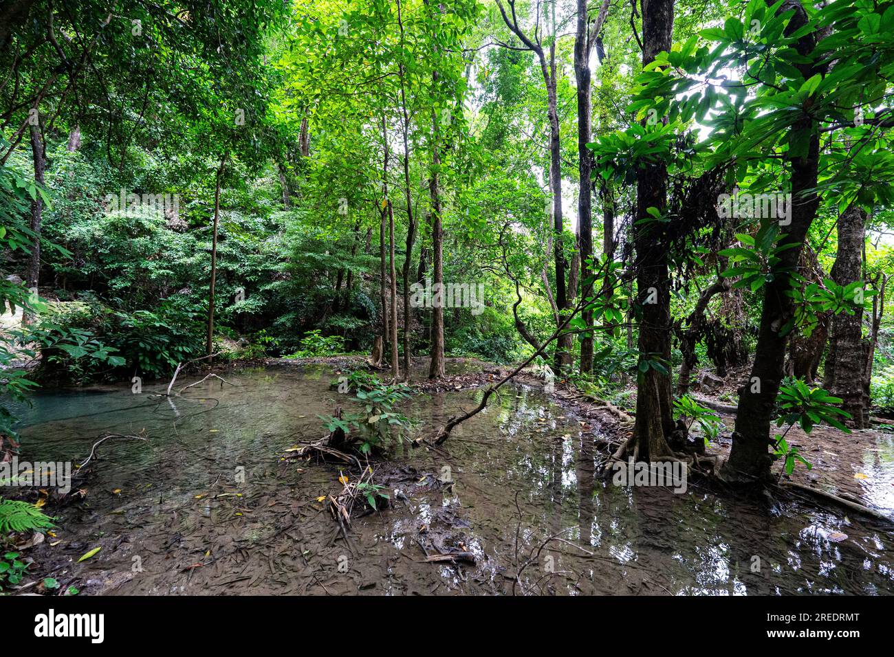 Ein schöner Pfad im undurchdringlichen Dschungel, ein tropisches Paradies. Stockfoto