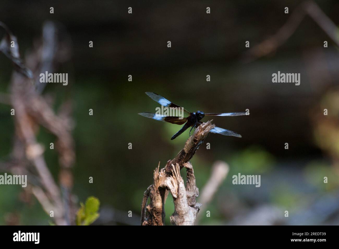 Männliche Witwe Skimmer Dragonfly Stockfoto