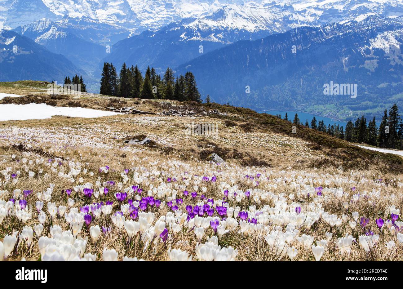 Wilde Krokusblüten in den alpen mit Schneebesen im Hintergrund im Frühling - manuelle Fokussierung und Fokussierung Stockfoto