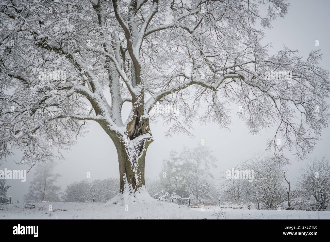 Winterbaum/Feldbaum im Vogelsberg Hessen Deutschland Stockfoto