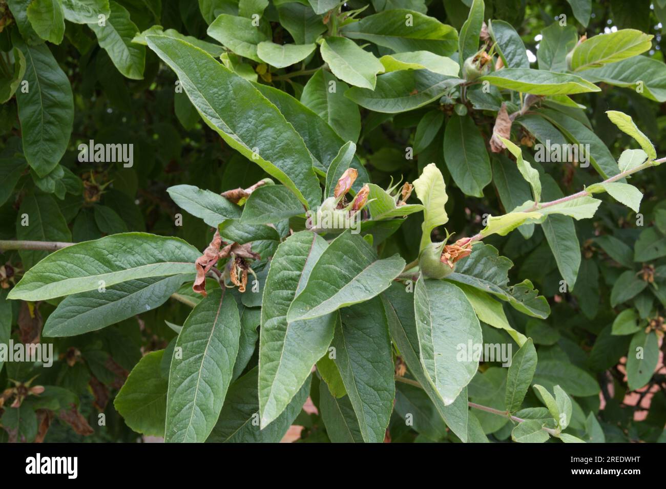 Junge Sommerfrüchte von Mispel oder Mespilus germanica Tree UK June Stockfoto