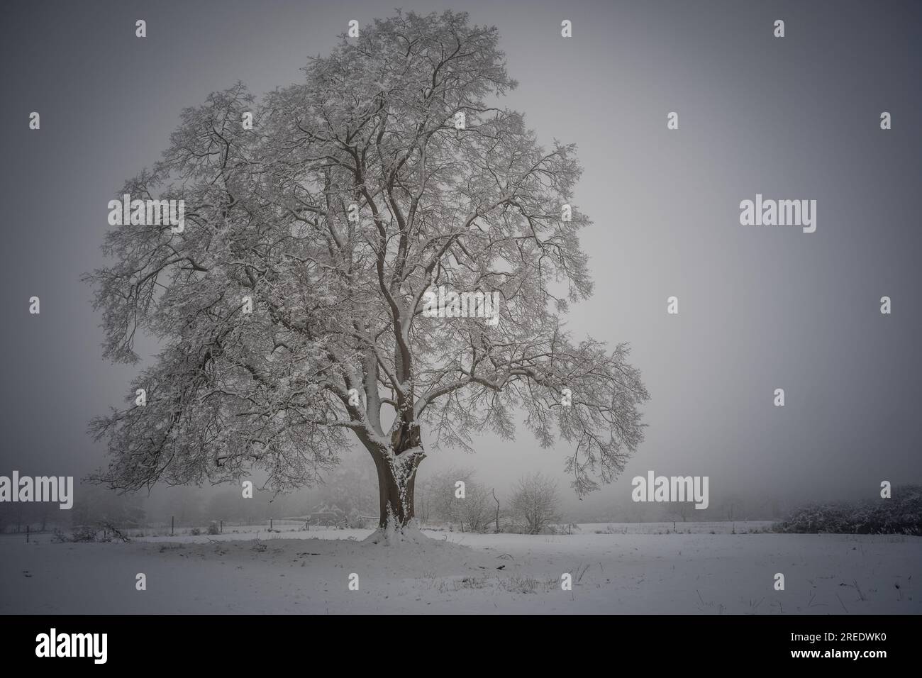 Winterbaum/Feldbaum im Vogelsberg Hessen Deutschland Stockfoto