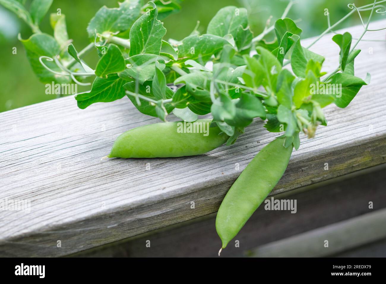 Grüne Erbsen an der Rebe, das glänzende, leuchtend grüne Gemüse ist im Sommer ein Favorit in allen Gärten Stockfoto