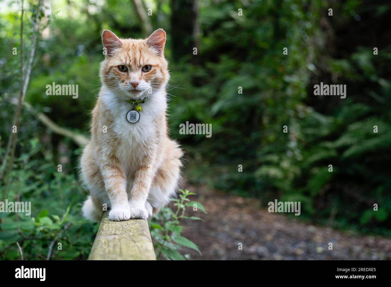 Eine Ingwerkatze, die durch den Wald läuft, trägt stolz ein kodiertes Etikett am Kragen, um ihm zu helfen, nach Hause zurückzukehren, falls er sich verirrt Stockfoto