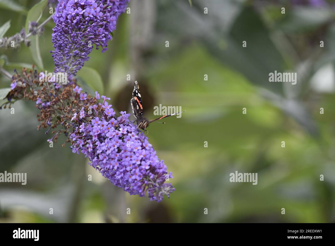 Roter Admiralsschmetterling (Vanessa atalanta) mit Proboscis in lilafarbener Buddleia-Blume, Wings Half Open, aufgenommen in einem sonnigen Garten in Großbritannien Stockfoto