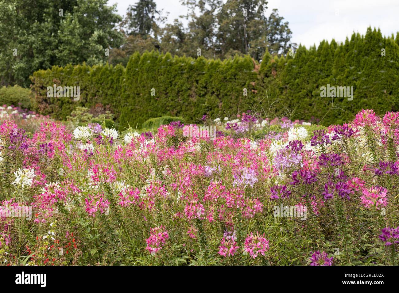 Cleome - Spinnenblumen, in einem Garten. Stockfoto