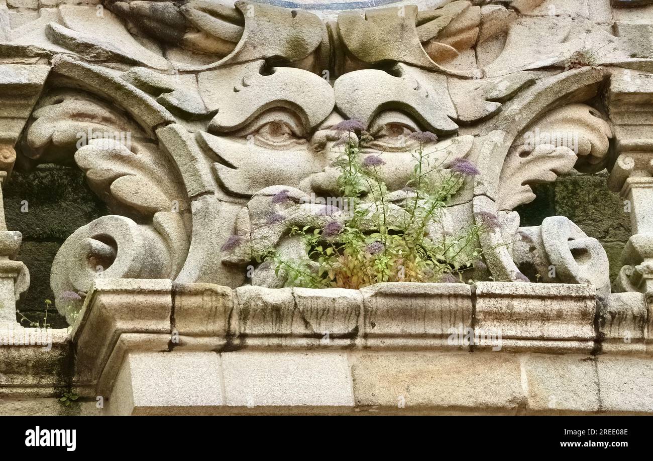 Pflanze wächst vor einer aus Stein geschnitzten Gesichtsdekoration auf dem Uhrenturm der Kathedrale Santiago de Compostela Galicien Spanien Stockfoto