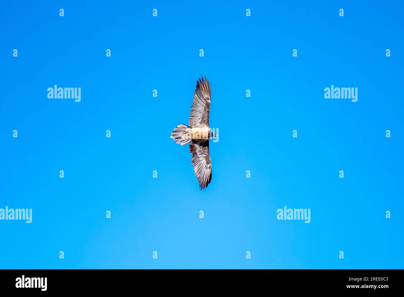 Ein Lammergeier oder Bartgeier steigt in den Himmel in North Sikkim, Indien Stockfoto