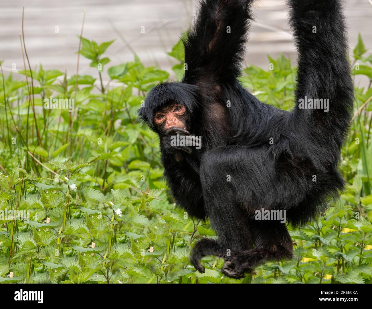 Rosafarbenes Gibbon, das von einem Ast über grünem Laub schwingt Stockfoto